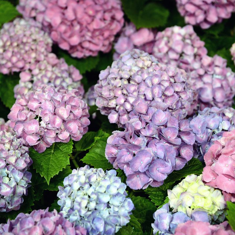 Tipos de Hortensias