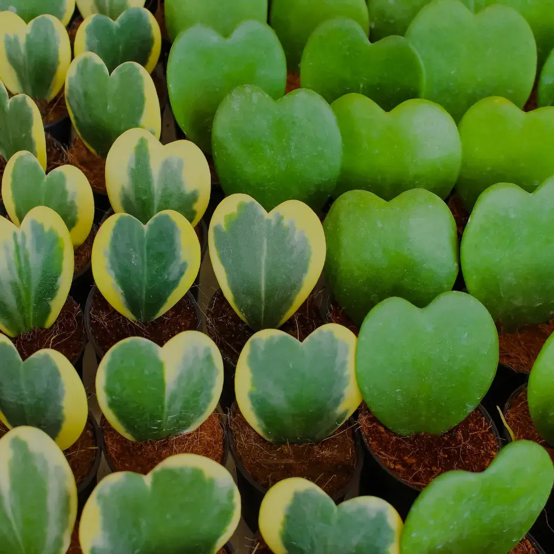 tipos-de-hoya