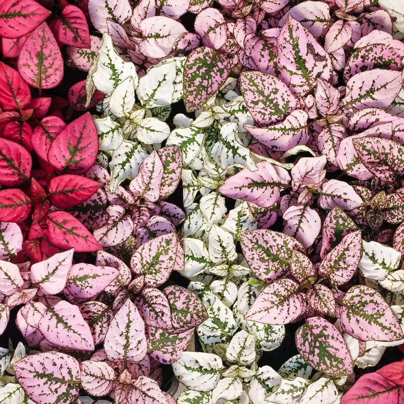 tipos-de-hypoestes