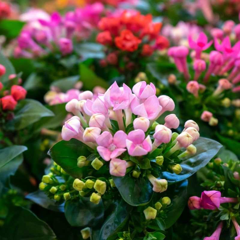 tipos-de-kalanchoe
