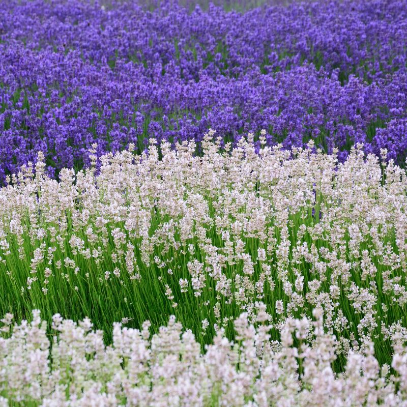 tipos-de-lavanda