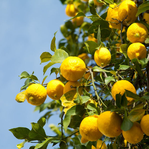 Tipos de Limonero