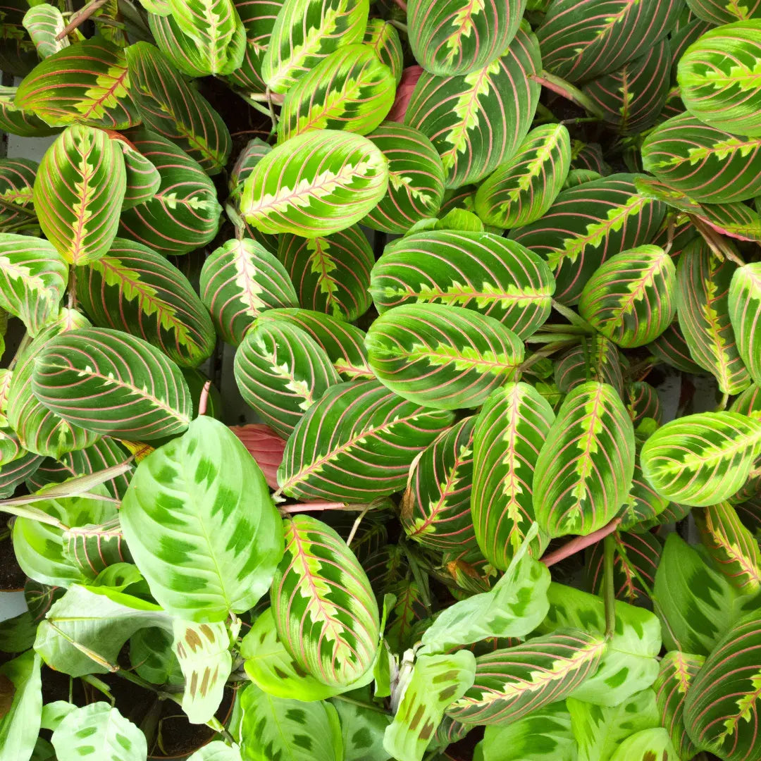 tipos-de-maranta