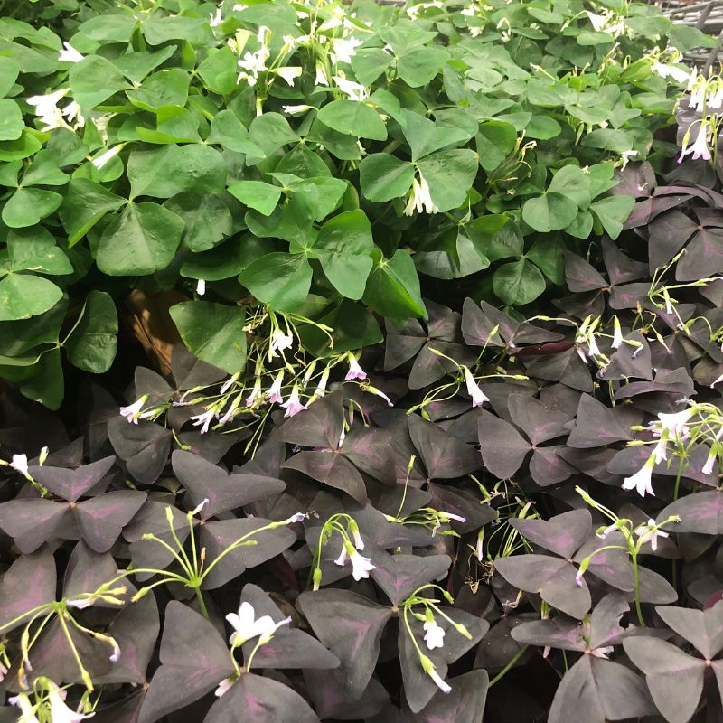 tipos-de-oxalis