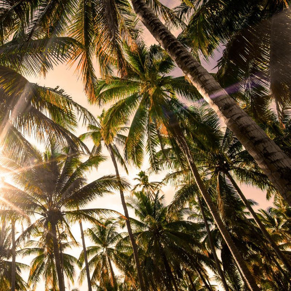 Tipos de Palmeras