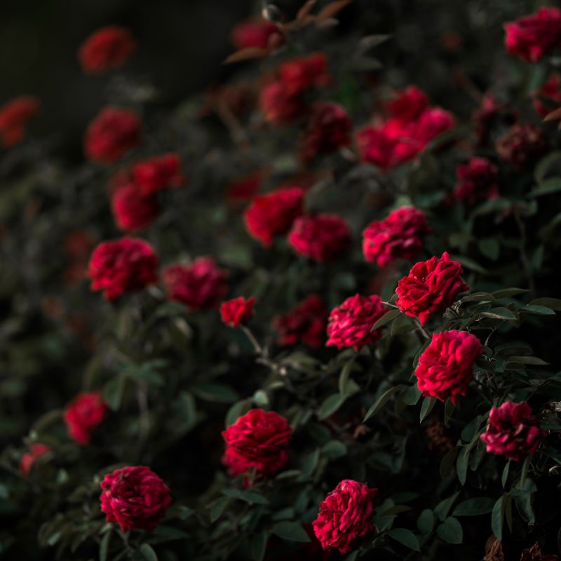 tipos-de-rosal