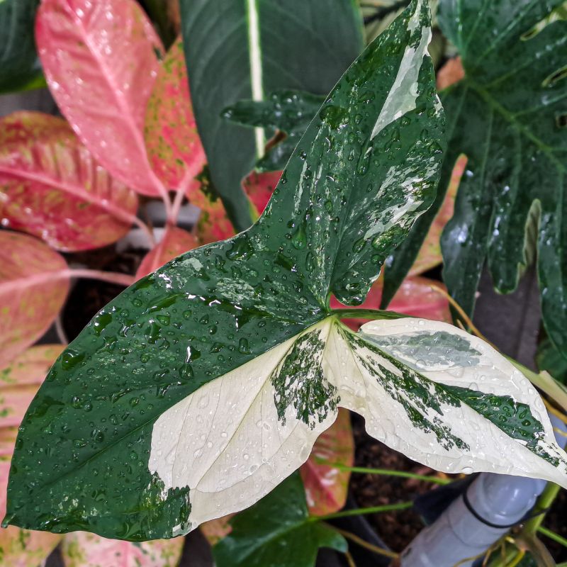 tipos-de-syngonium