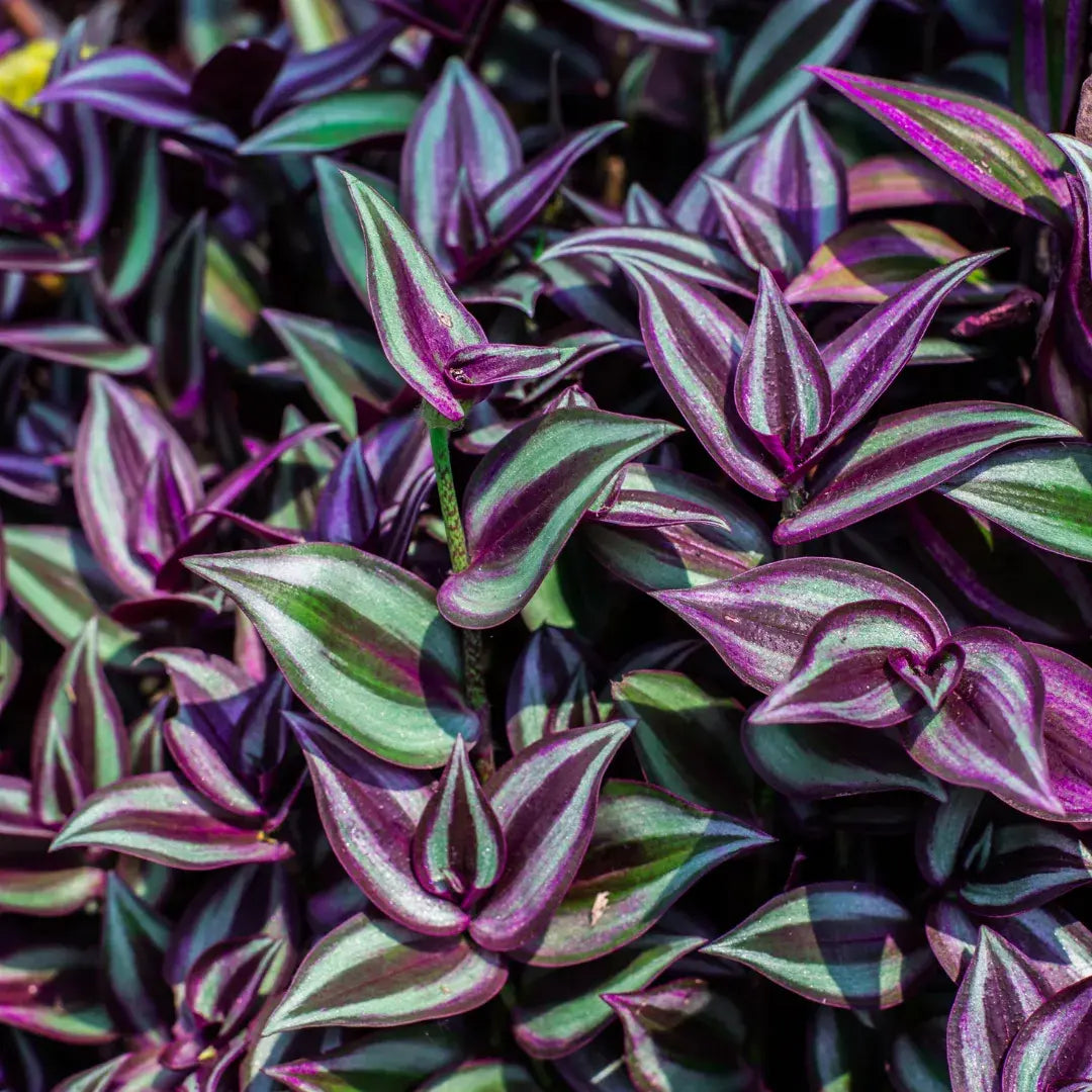 Tipos de Tradescantia