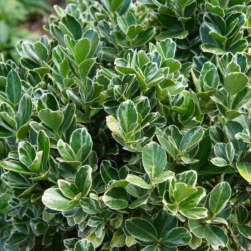 Tipos de Euonymus