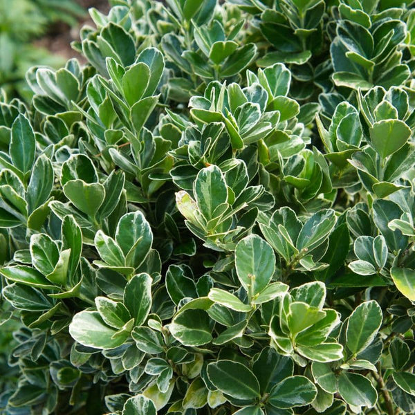 Cómo Cuidar Euonymus
