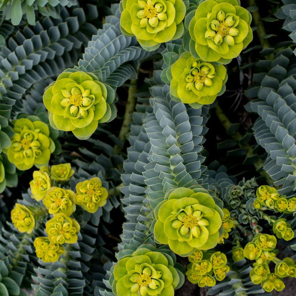Tipos de Euphorbia