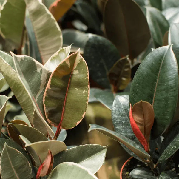 Tipos de Ficus