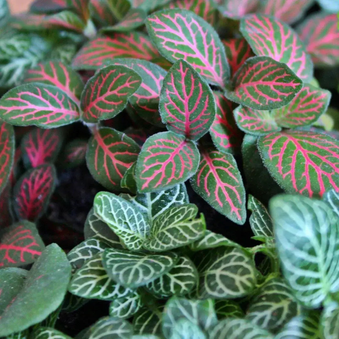 Tipos de Fittonia