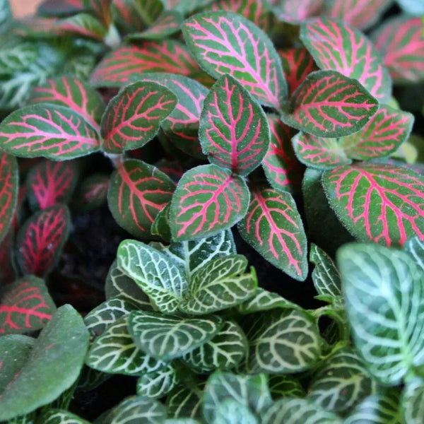 Tipos de Fittonia