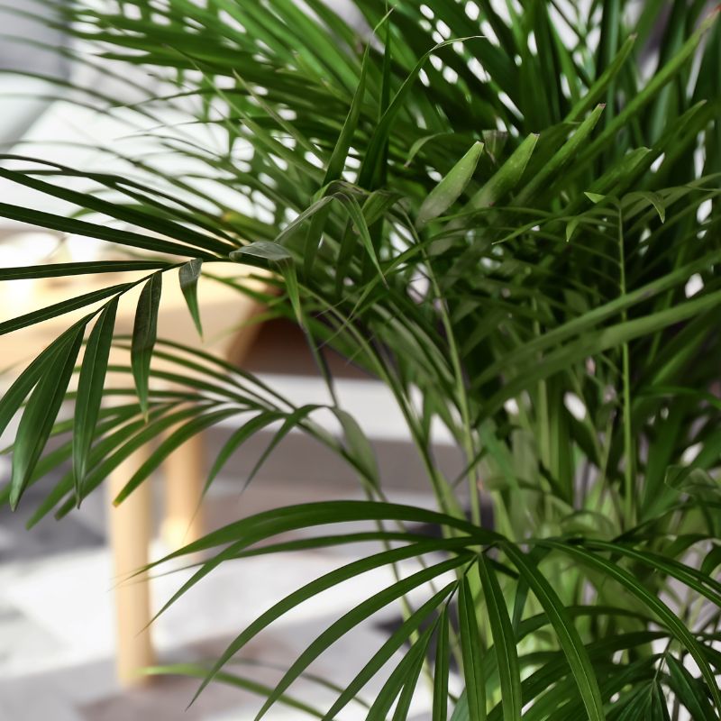 tipos-palma-areca