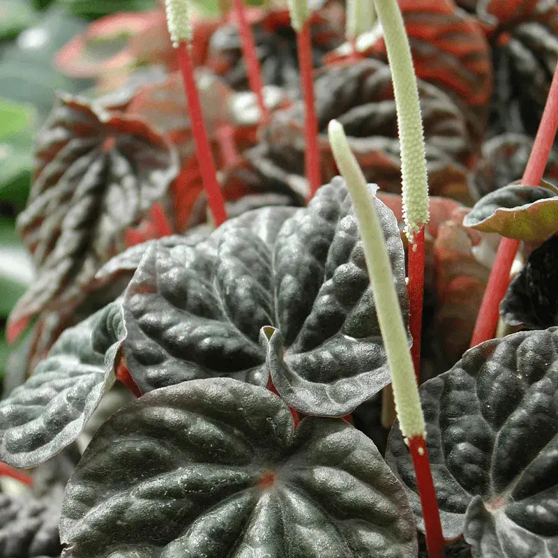 tipos-peperomia