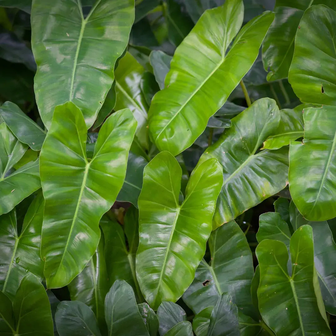 Tipos de Philodendron