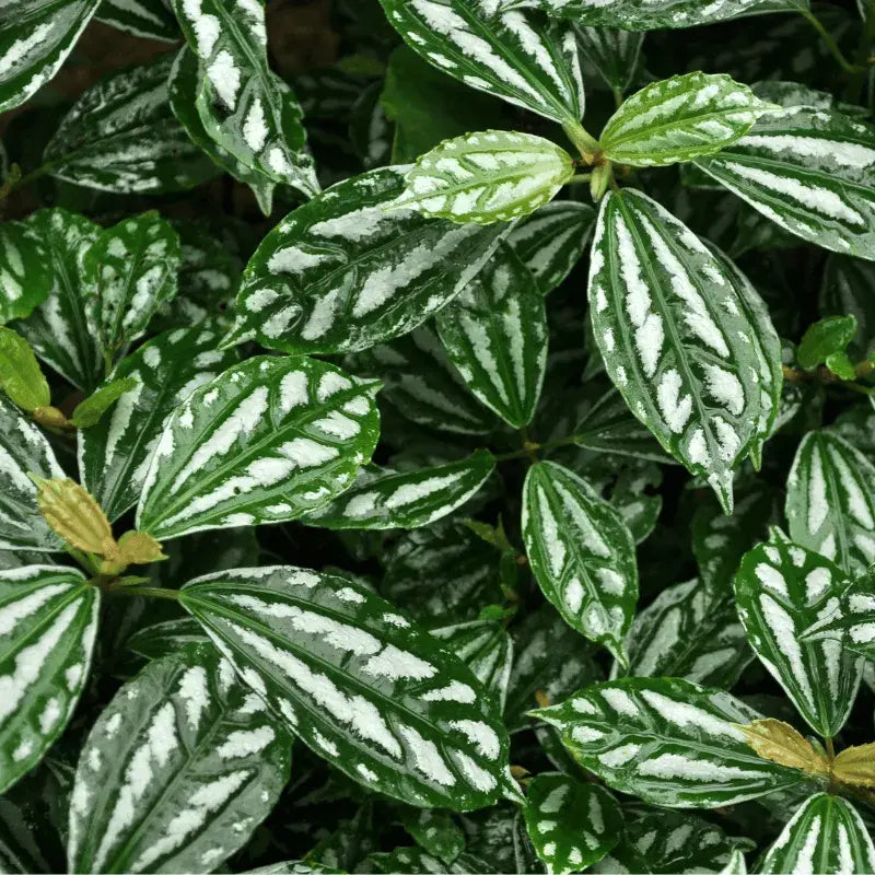 tipos-pileas