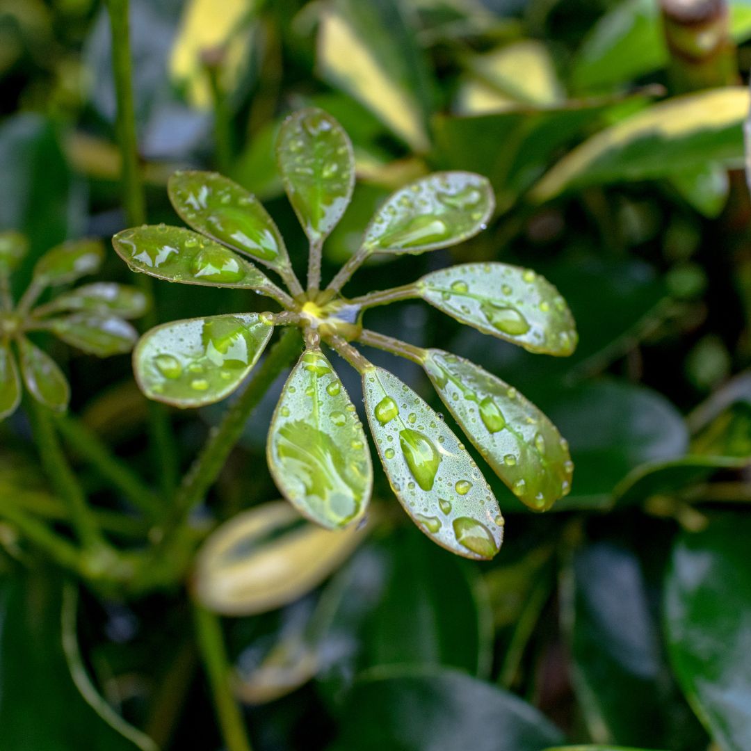 Tipos de Schefflera
