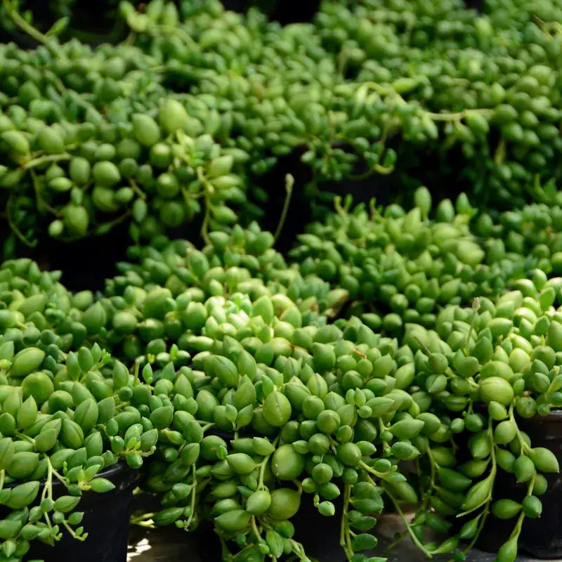 tipos-senecio