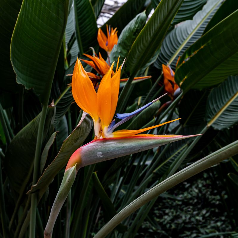 Tipos de Strelitzia