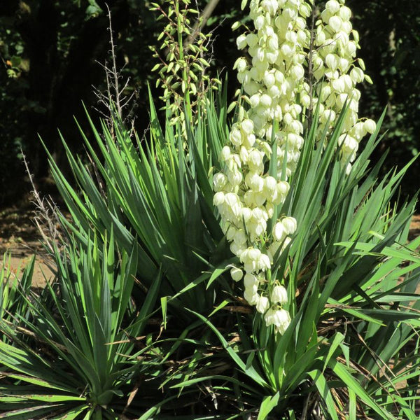 Tipos de Yucca