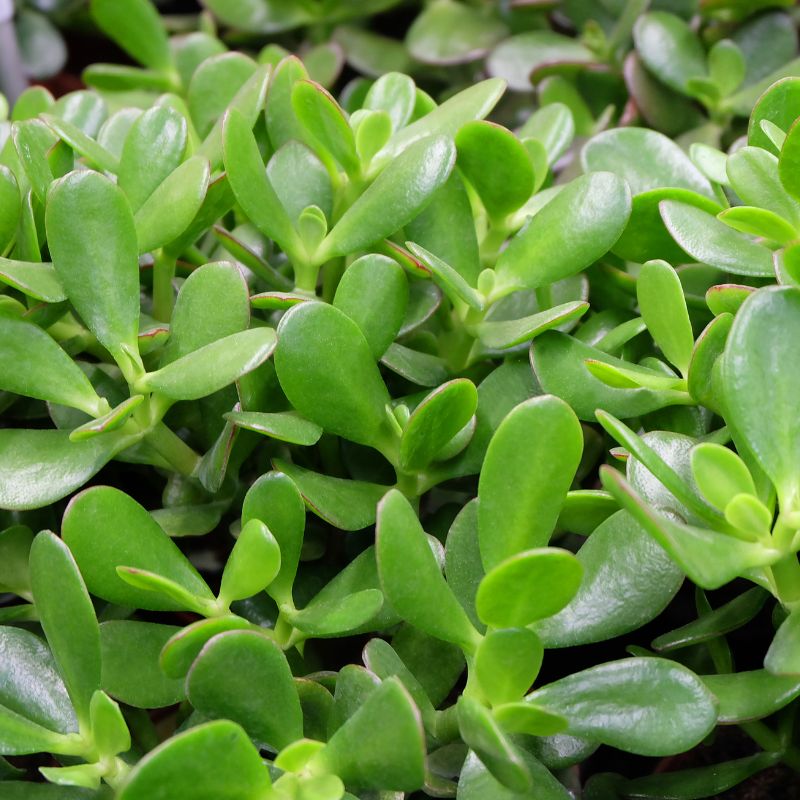 Tipos de Árbol de Jade
