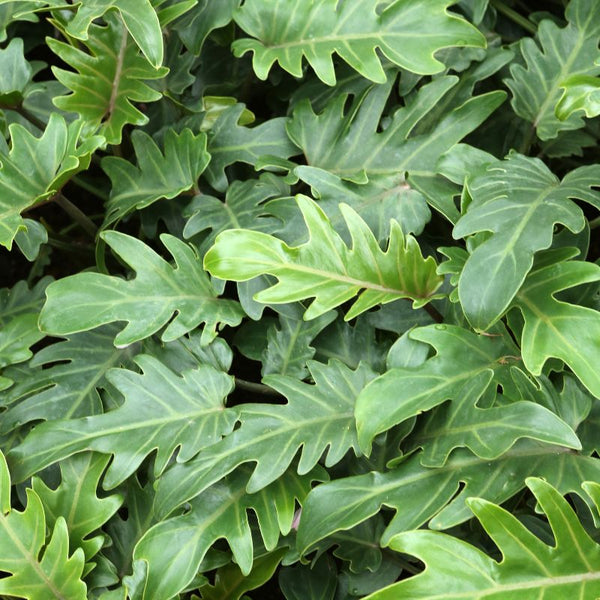 Tipos de Philodendron