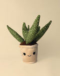 Toy Plant – Sansevieria