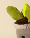 Toy Plant – Suculenta - Pur Plant