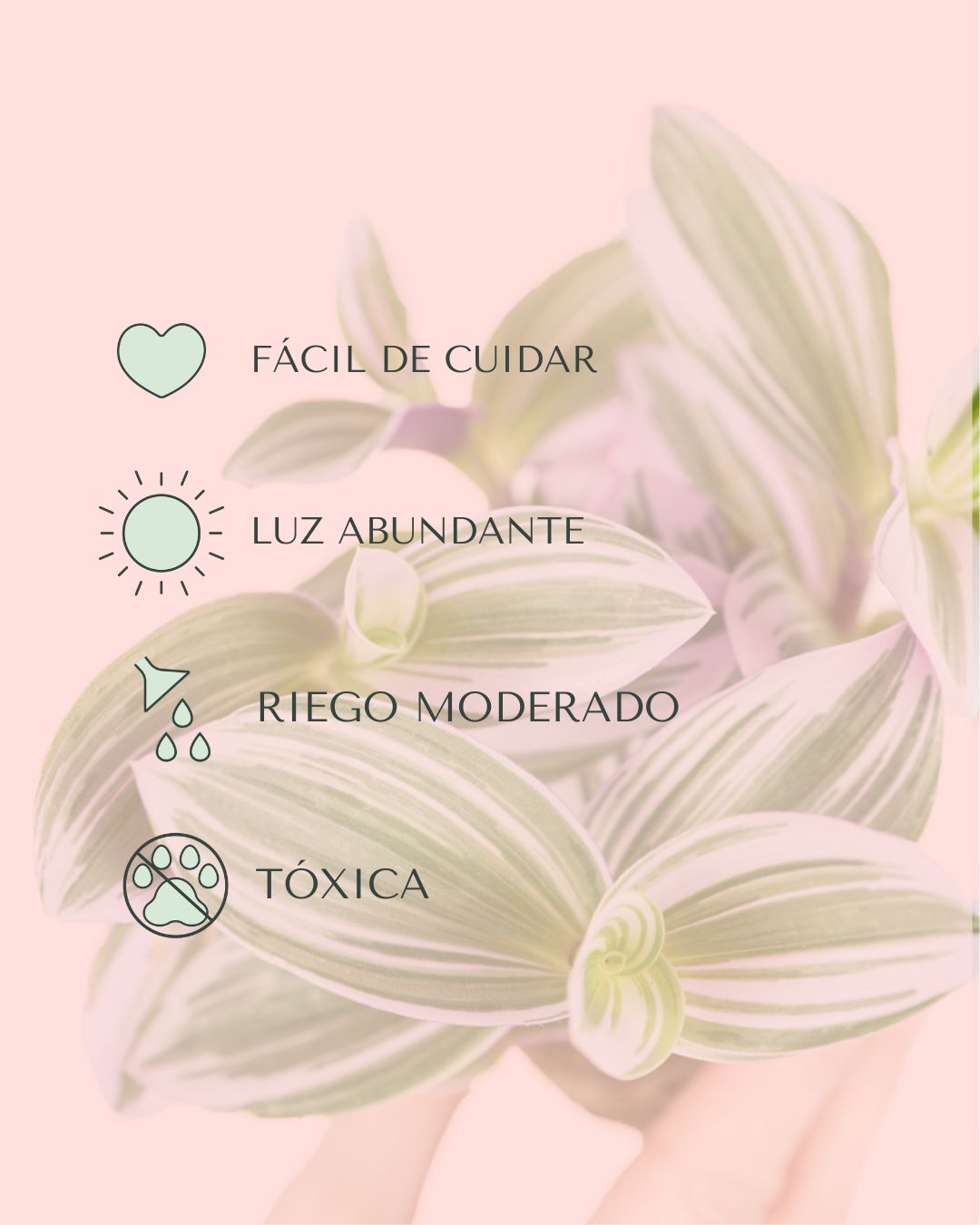 Tradescantia Nanouk Mini - Pur Plant