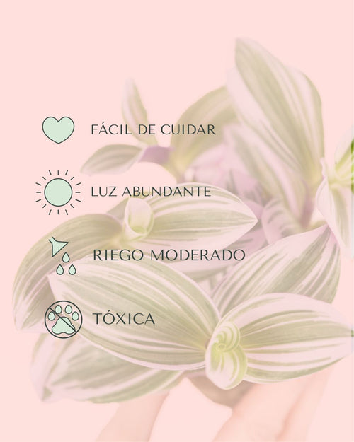 Tradescantia Nanouk Mini - Pur Plant