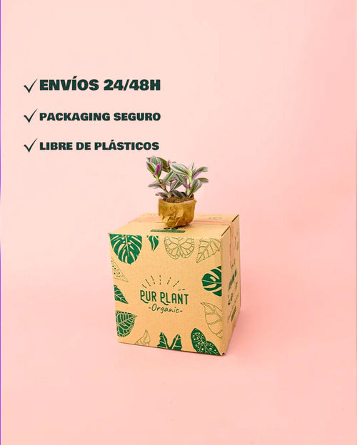 Tradescantia Nanouk Mini - Pur Plant