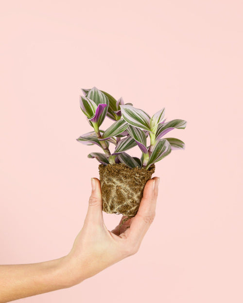 Tradescantia Nanouk Mini - Pur Plant
