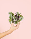 Tradescantia Nanouk Mini
