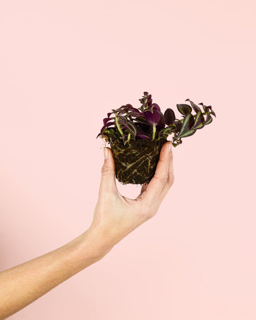 Tradescantia Purple Mini - Pur Plant