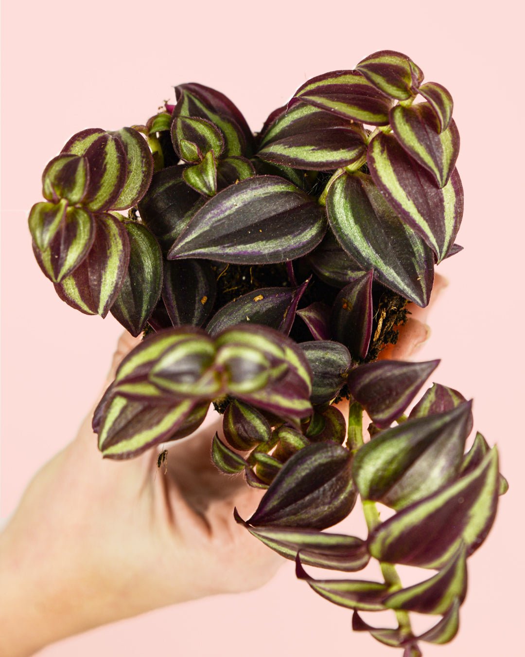 Tradescantia Purple Mini - Pur Plant