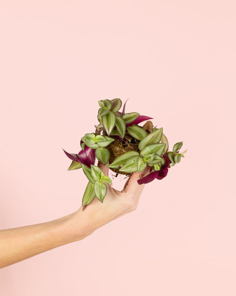 Tradescantia Zebrina Mini