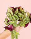 Tradescantia Zebrina Mini - Pur Plant