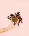 Tradescantia Zebrina Mini - Pur Plant