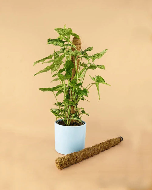 Tutor Fibra de Coco 50 cm - Pur Plant