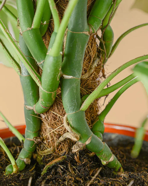 Tutor Fibra de Coco 75 cm - Pur Plant