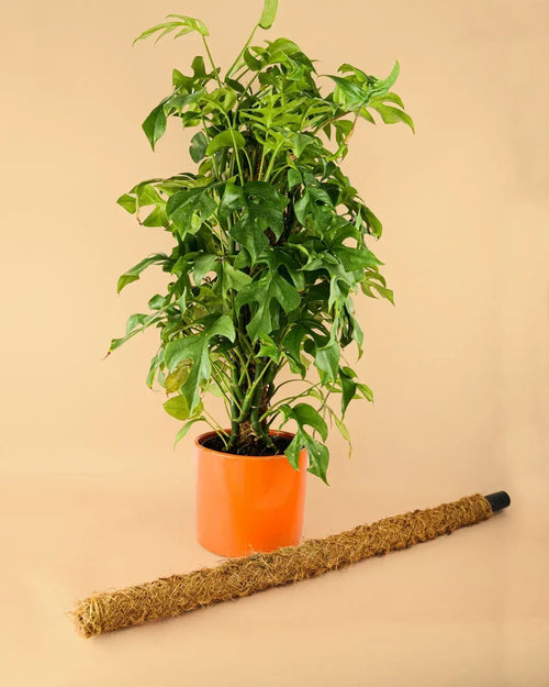 Tutor Fibra de Coco 75 cm - Pur Plant
