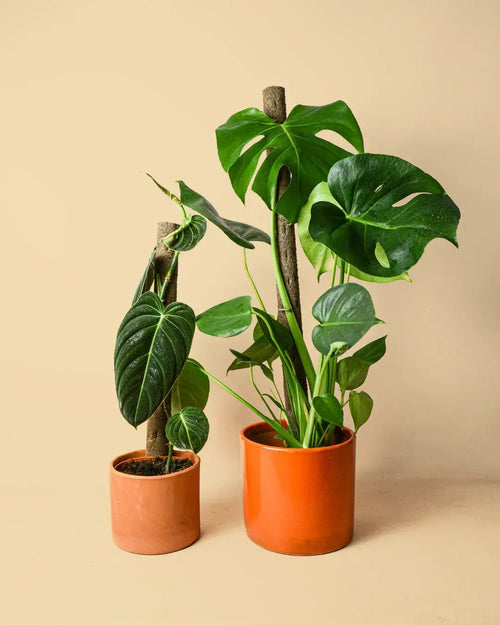 Tutor Natural para Plantas 51 cm - Pur Plant
