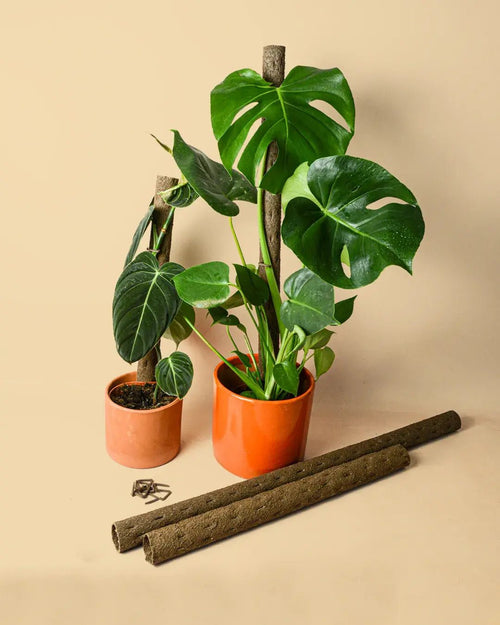 Tutor Natural para Plantas 51 cm - Pur Plant