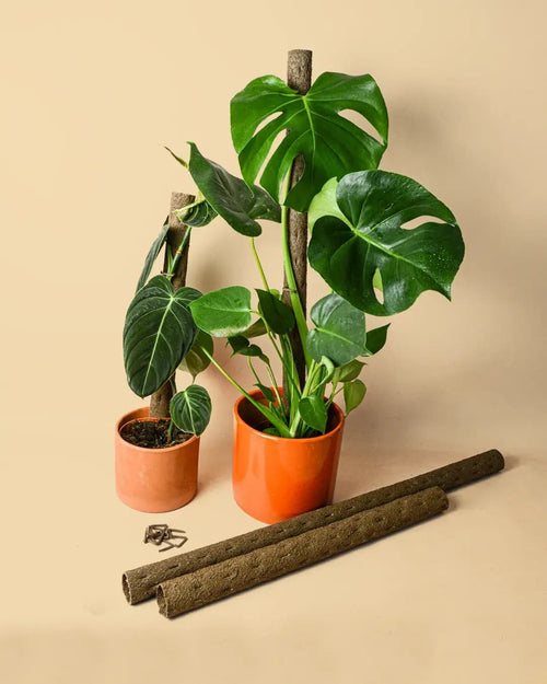 Tutor Natural para Plantas 75cm - Pur Plant