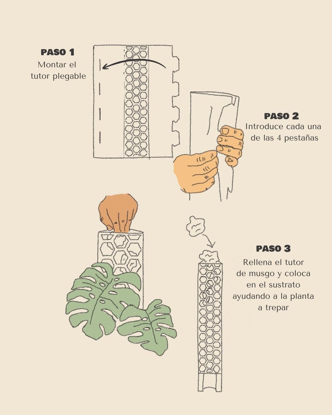 Tutor Transparente de Musgo 30 cm - Pur Plant