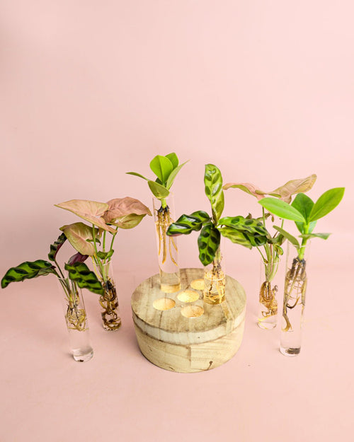 Ulm – Tubos de Vidrio Hidroponia - Pur Plant