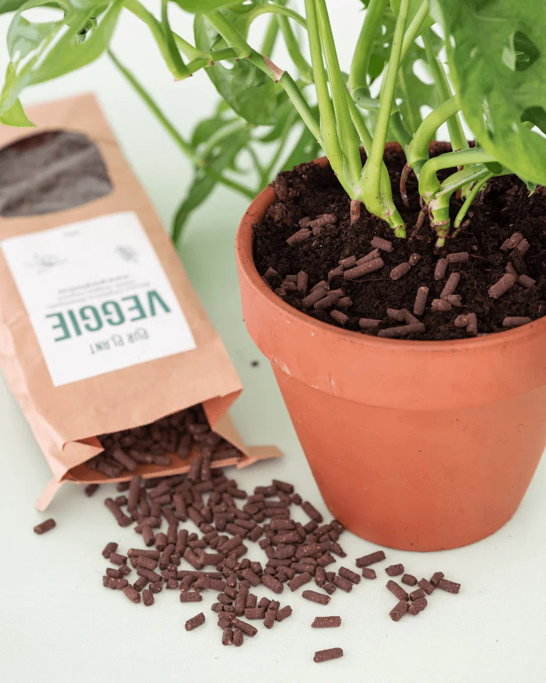 Plant Nutrition Box - Nutrición para Cactus y Suculentas