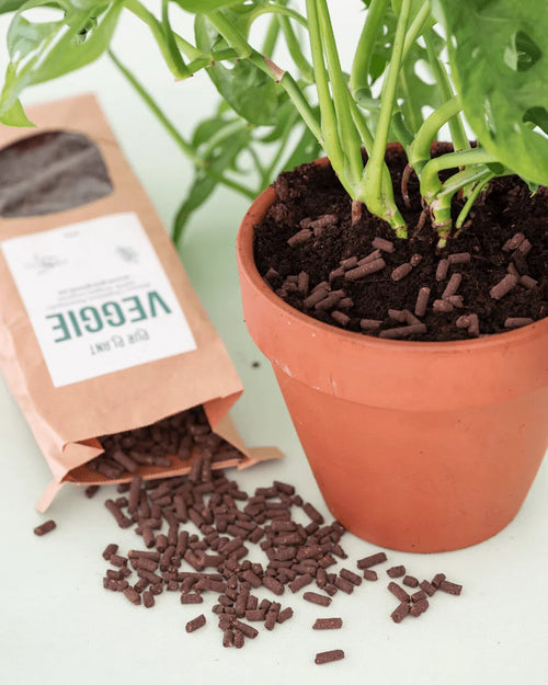 Plant Nutrition Box - Nutrición para Cactus y Suculentas